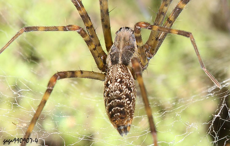  Psechrus sp.
