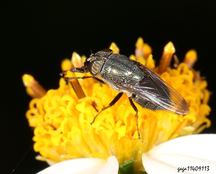 f Stomorhina obsoleta
