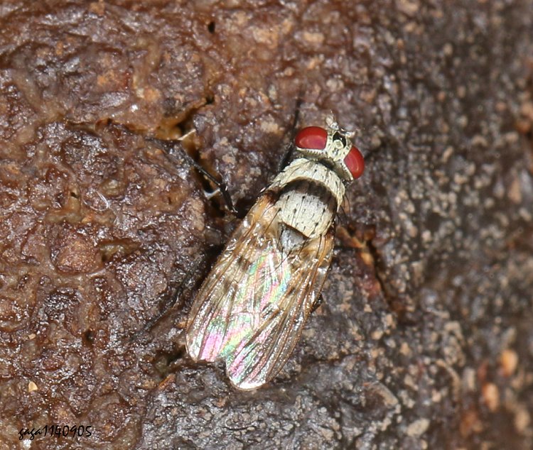 a Anthomyia illocata