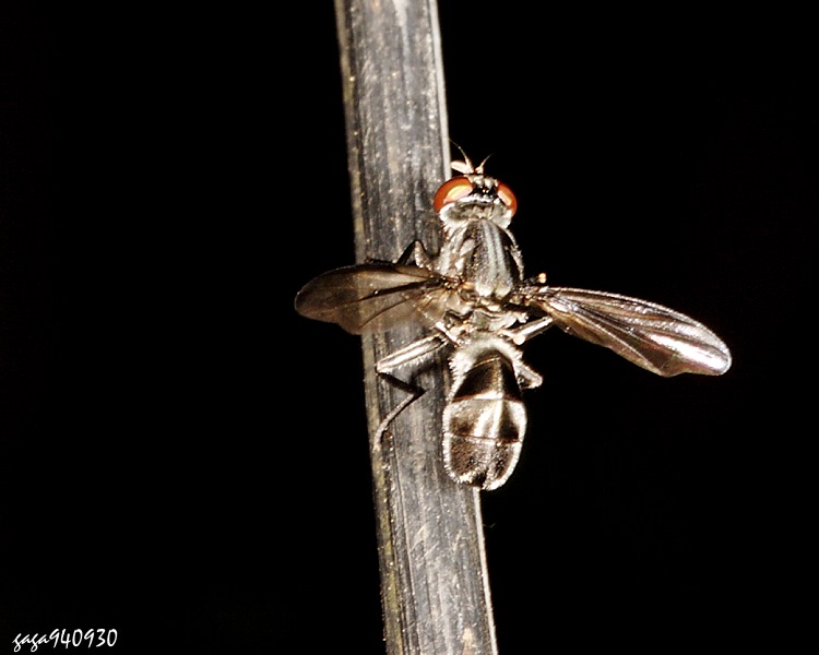 Uͼsf Plagiostenopterina  sp.