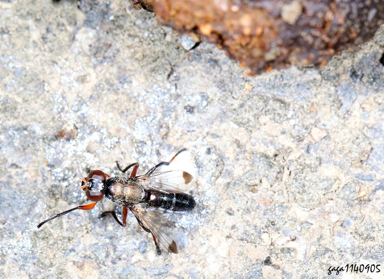 Elassogaster sp.