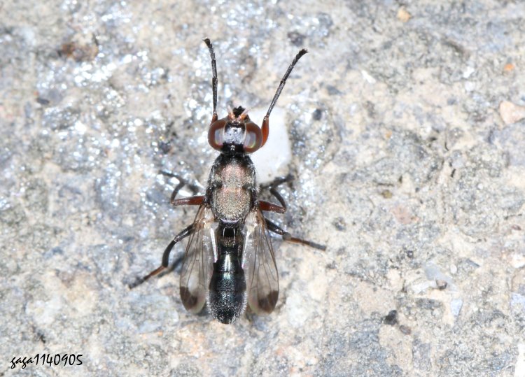 sf Elassogaster sp.