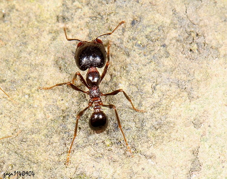 Carebara diversa