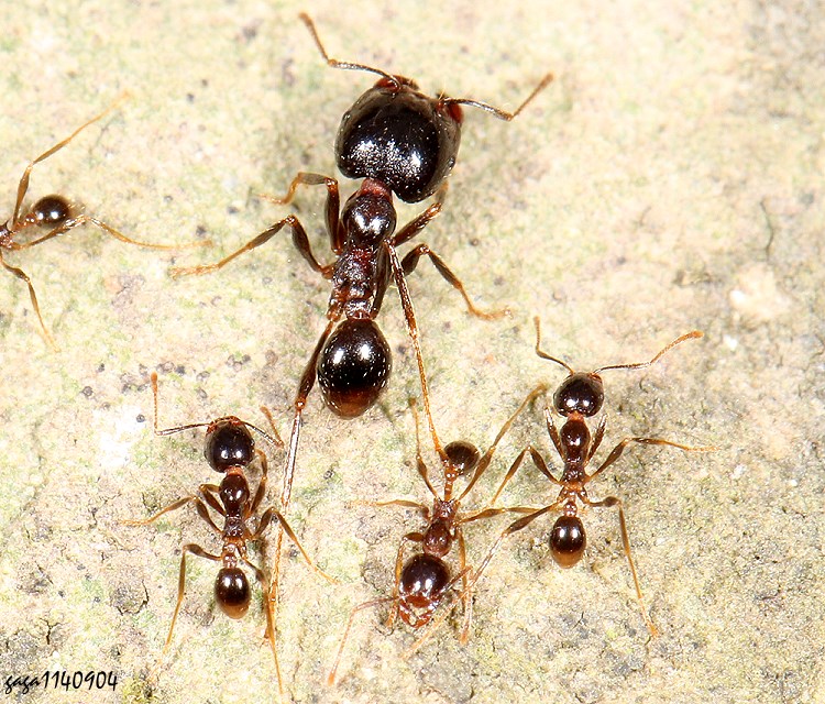 h˹a Carebara diversa 