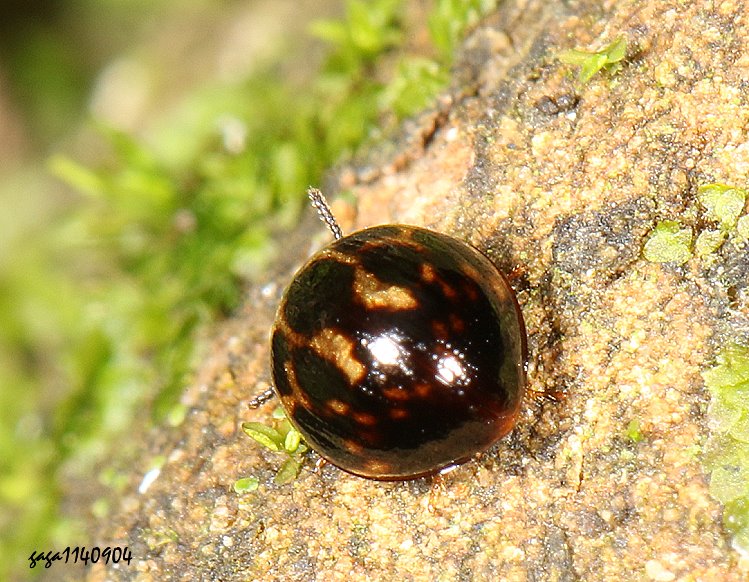 yB Derispia  sp. 