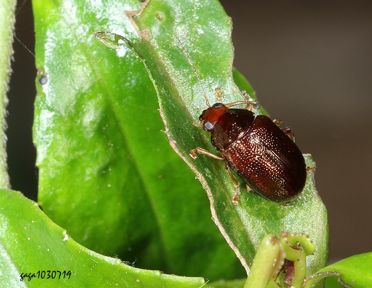 } Basilepta  sp.