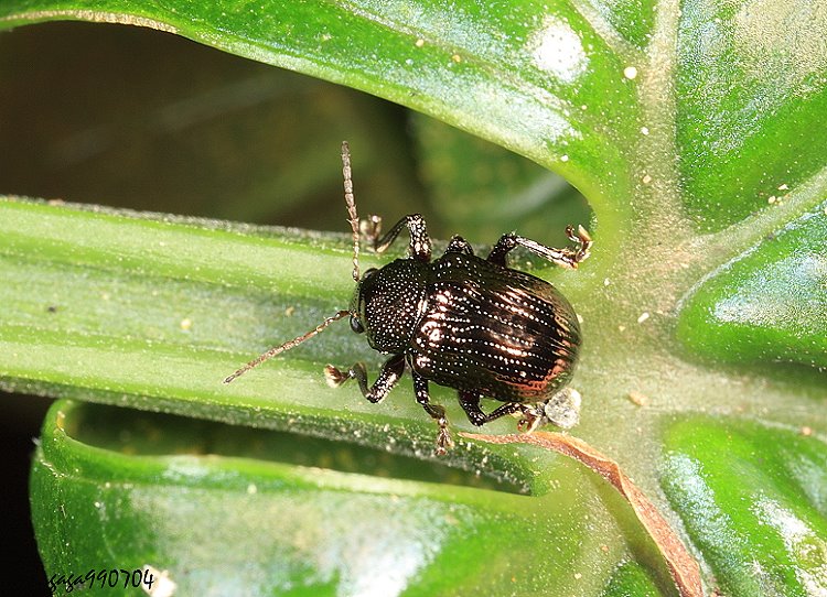 mv} Basilepta modesta
