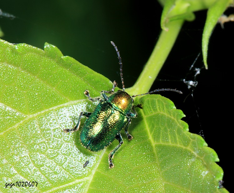 Kͷ Abirus fortunei