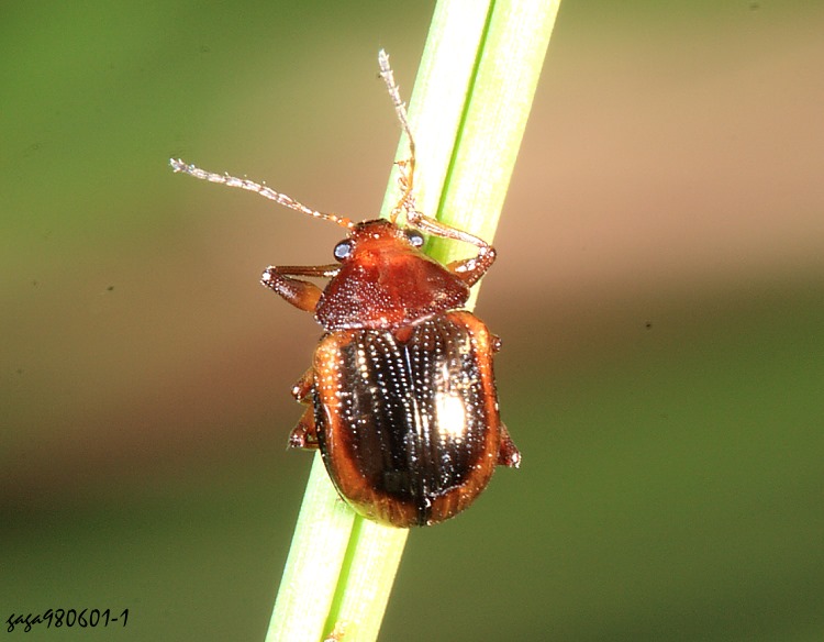 角胸溝腳猿金花蟲 Basilepta sublateralis 
