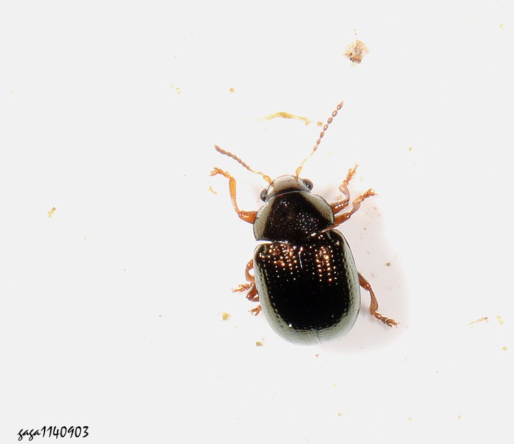 } Basilepta  sp.