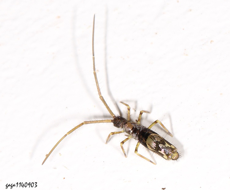 Callyntrura sp.