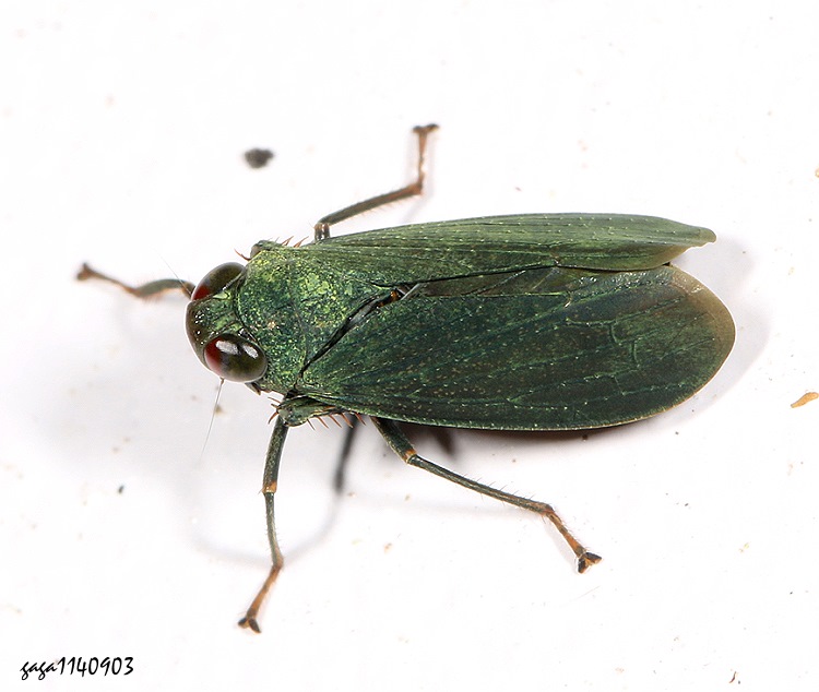  Calodia sp. 