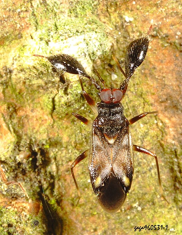 木犀鹿角樹椿 Alcerocoris fraxinusae 