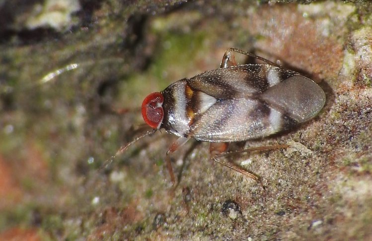  Myiomma austroccidens 
