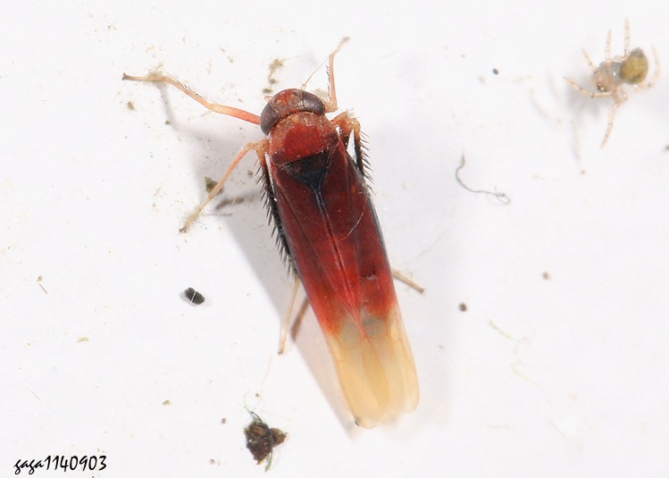 pͨȬTyphlocybinae  