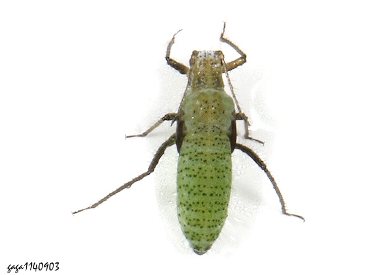 QwjH Eulachnus sp.