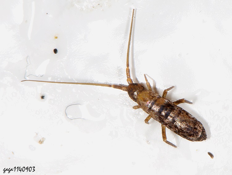  Tomocerus  sp. 