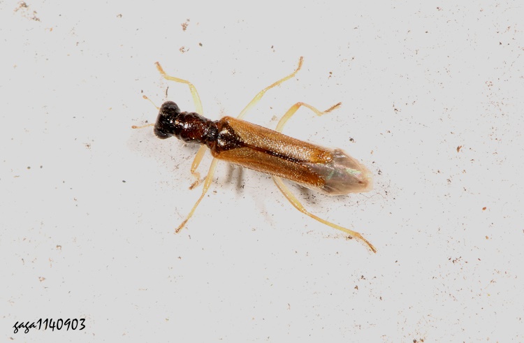  Neohydnus  sp. 