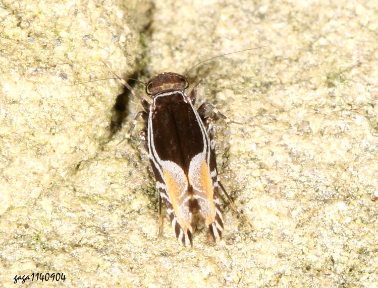  Stigmatopathus horvathi