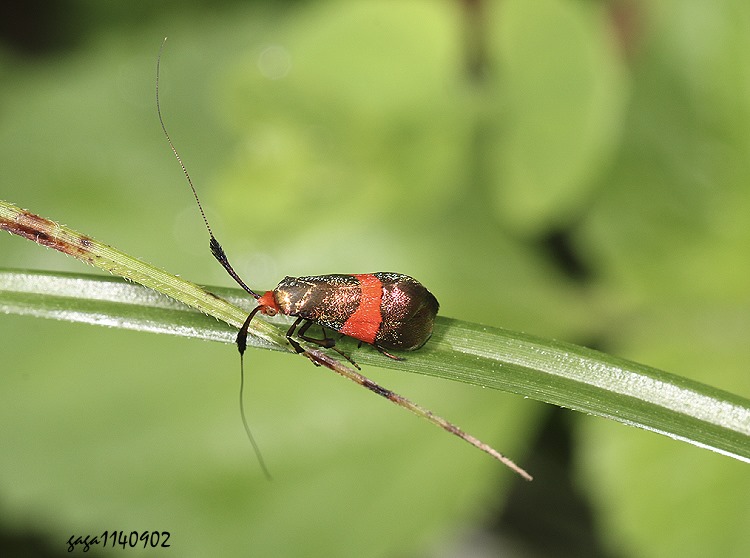 a Nemophora rubrofascia