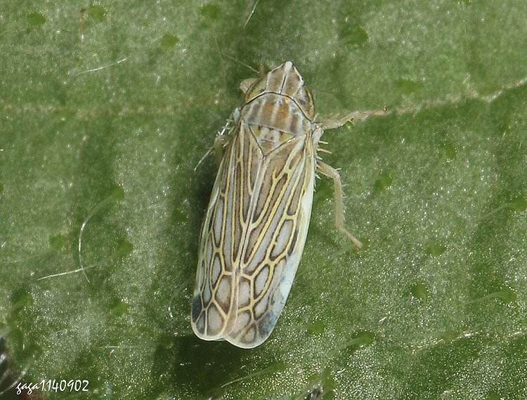  Deltocephalus  sp.