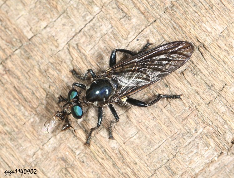 蟹形食蟲虻屬 Maira  sp. 
