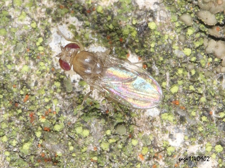 GǨȬ Drosophilinae