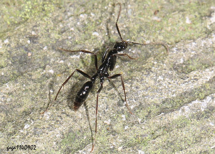 Ew Leptogenys sp.