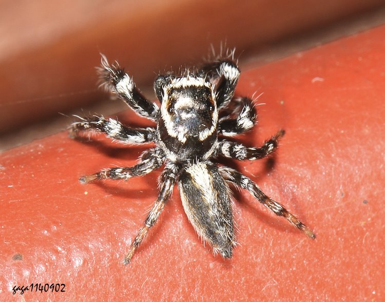  Evarcha bulbosa 
