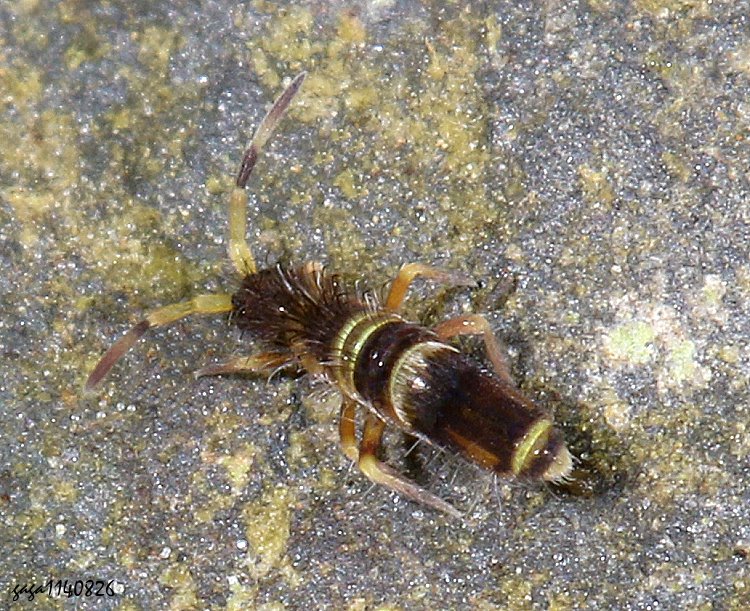  Callyntrura  sp. 