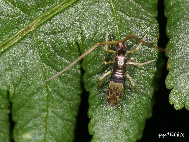 Callyntrura sp.