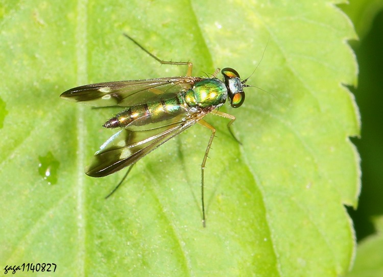 Fj Condylostylus sp.