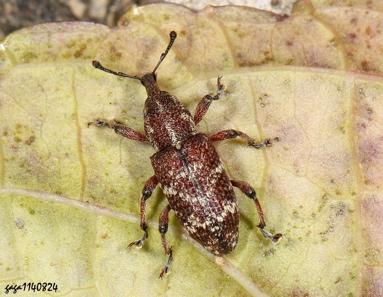]HΨȬ Hylobius niitakensis 