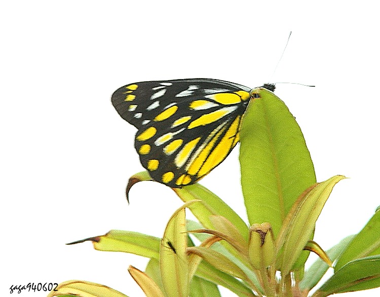 ´  Delias wilemani 