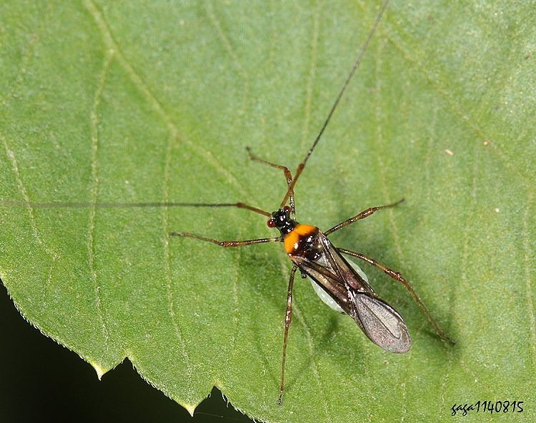 ϶H Helopeltis fasciaticollis