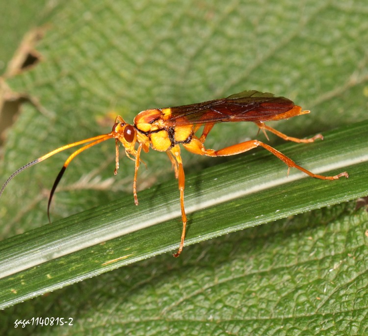  Eupalamus sp.
