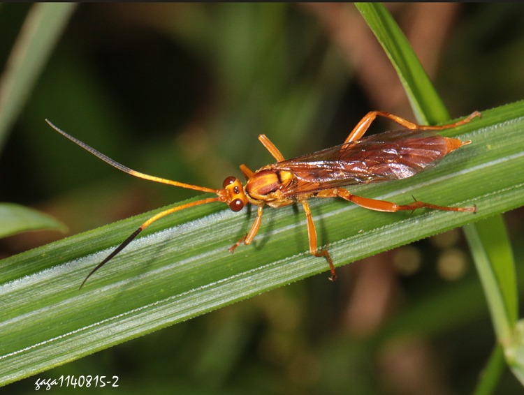 姬蜂亞科 Eupalamus sp.