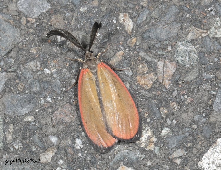 ӽtY Rhodopsona marginata 