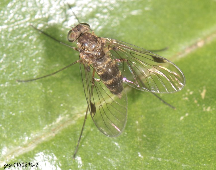 fj Chrysopilus sp.