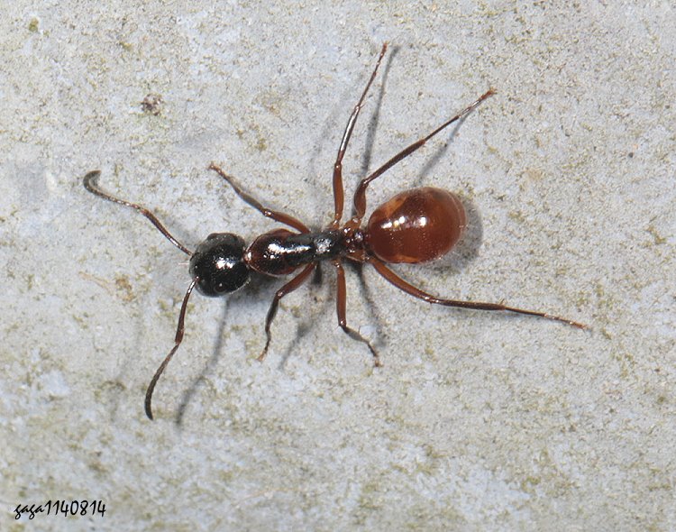 s Camponotus  sp.