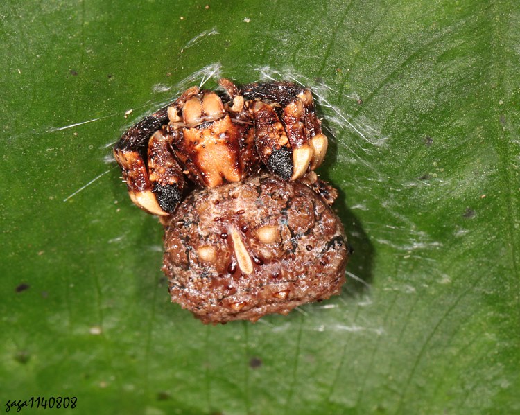 乳突瘤蟹蛛 Phrynarachne mammillata 