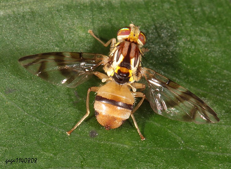 a Gastrozona fasciventris