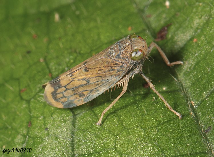 ߸ͨȬ Coelidiinae 