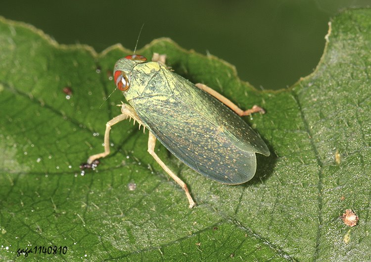  Calodia satsumensis