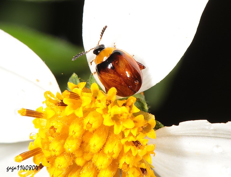 ݶ긭D Nonarthra chengi 