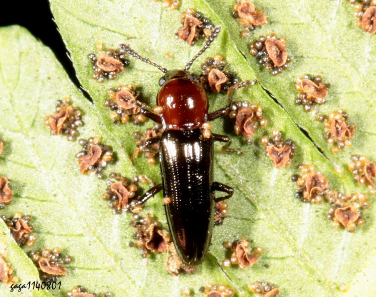 nY  Paederolanguria  sp.