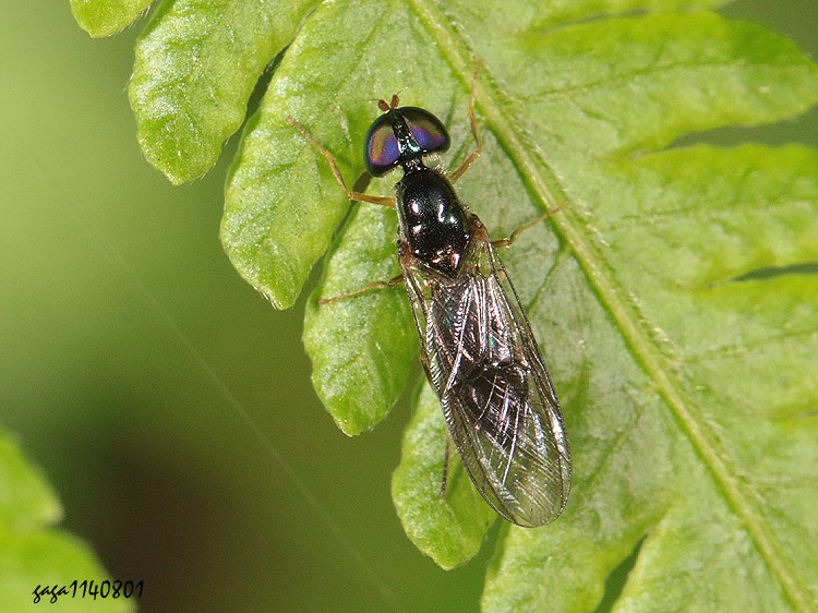 j Sargus metallinus