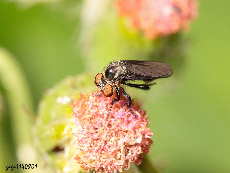 򨬭έj Trigonomima pennipes