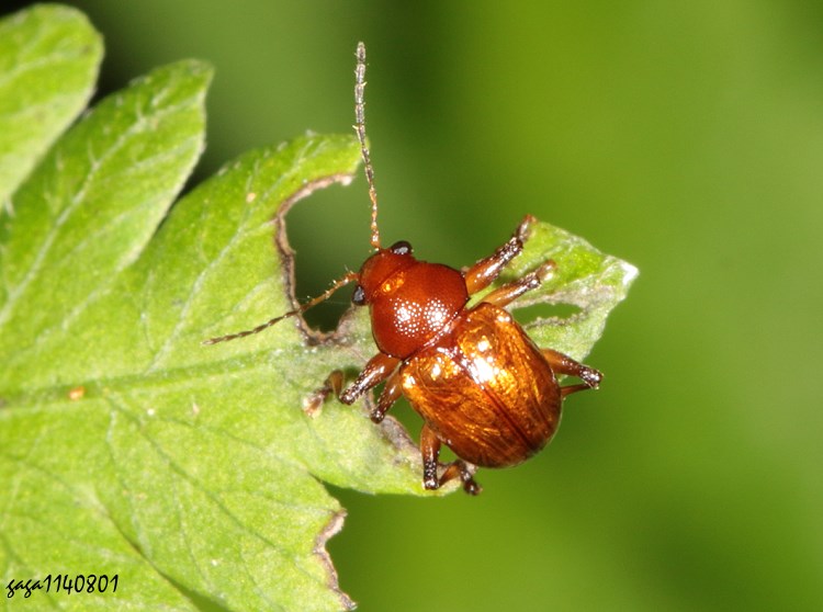  ߯ͷ} Basilepta varians 