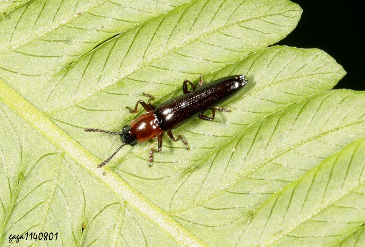 nY Tetraphala sp.
